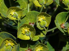 Pryšec statný (Euphorbia characias L.)