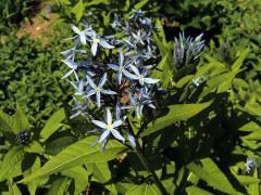Amsonia tabernaemontana Walter  