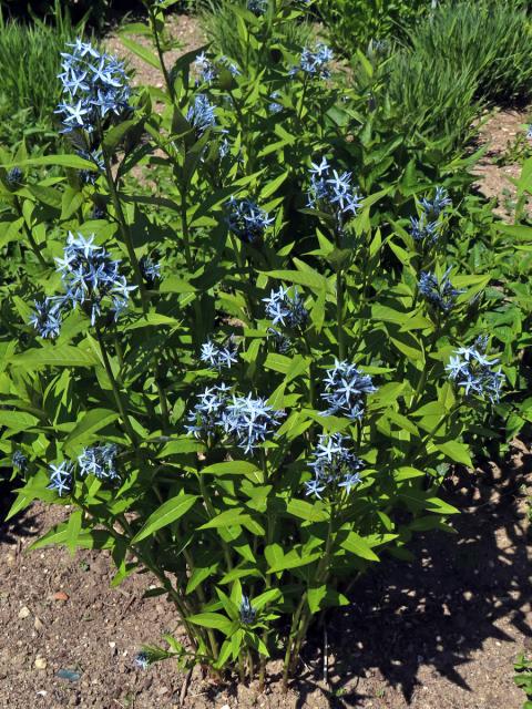 Amsonia tabernaemontana Walter