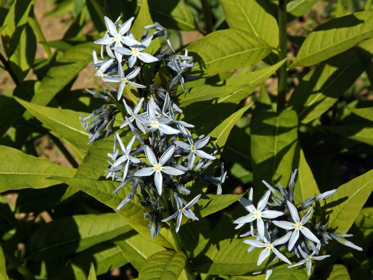 Amsonia tabernaemontana Walter
