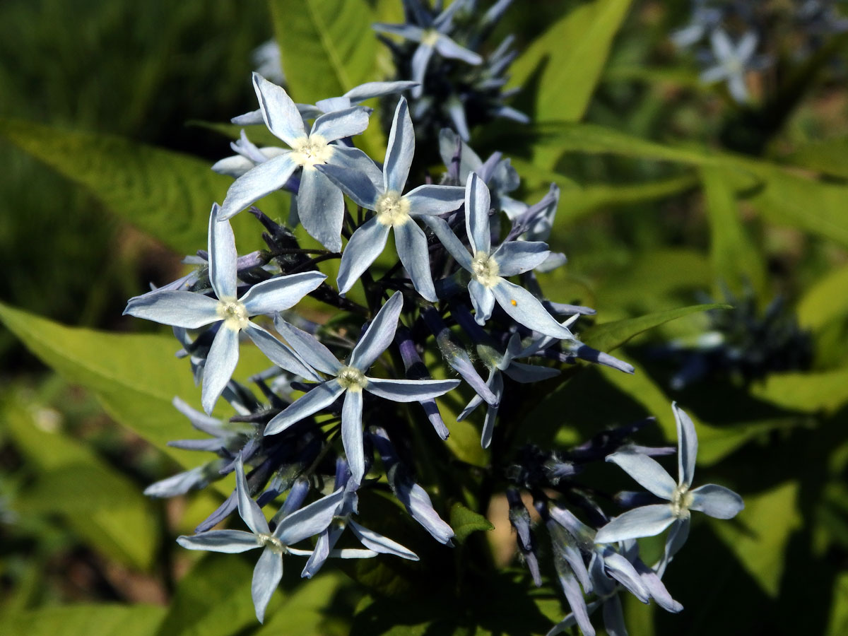 Amsonia tabernaemontana Walter