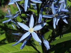 Amsonia tabernaemontana Walter