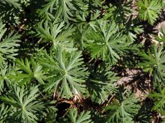 Kakost (Geranium macrostylum Boiss.)