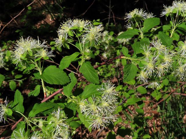 Neviusie alabamská (Neviusia alabamensis A. Gray)