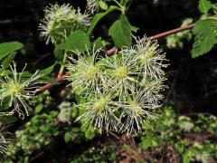 Neviusie alabamská (Neviusia alabamensis A. Gray)