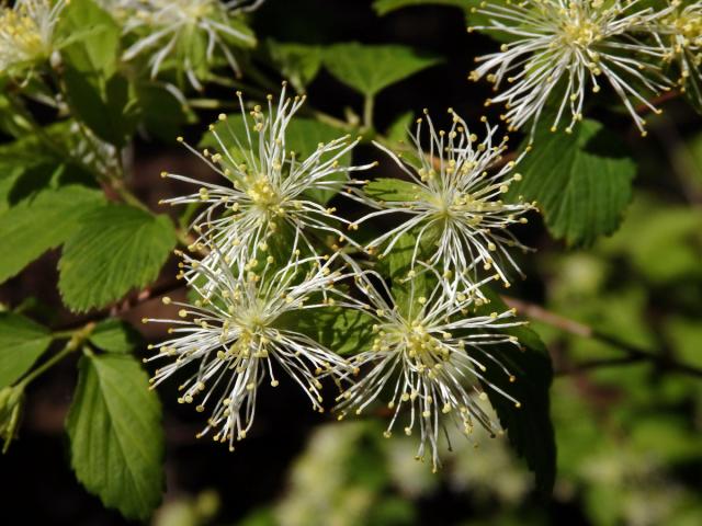 Neviusie alabamská (Neviusia alabamensis A. Gray)