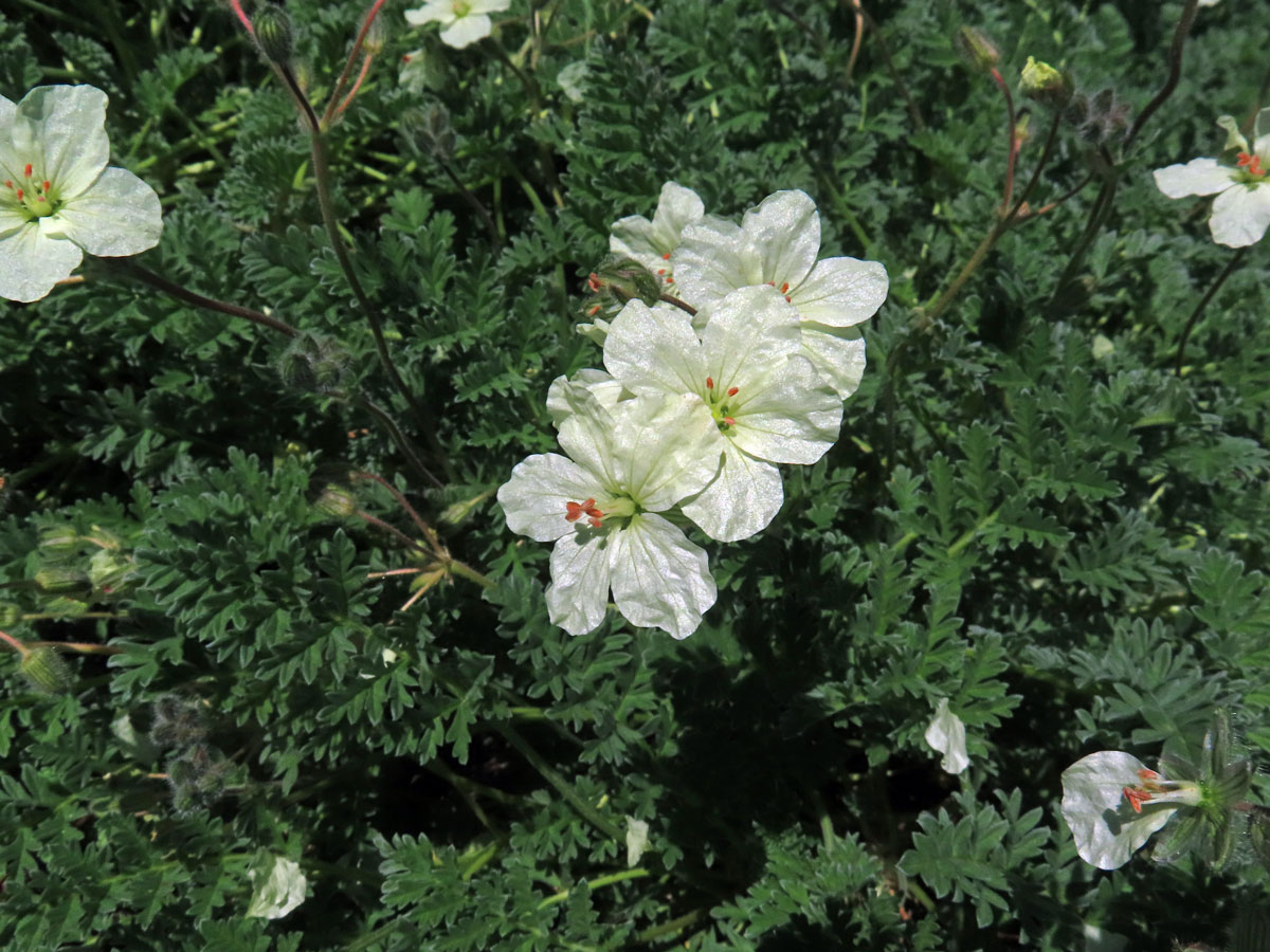 Pumpava (Erodium chrysanthum L'Hér. ex DC.)