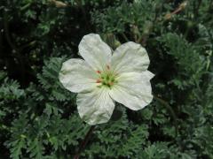 Pumpava (Erodium chrysanthum L'Hér. ex DC.)