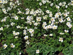 Sasanka lesní (Anemone sylvestris L.)