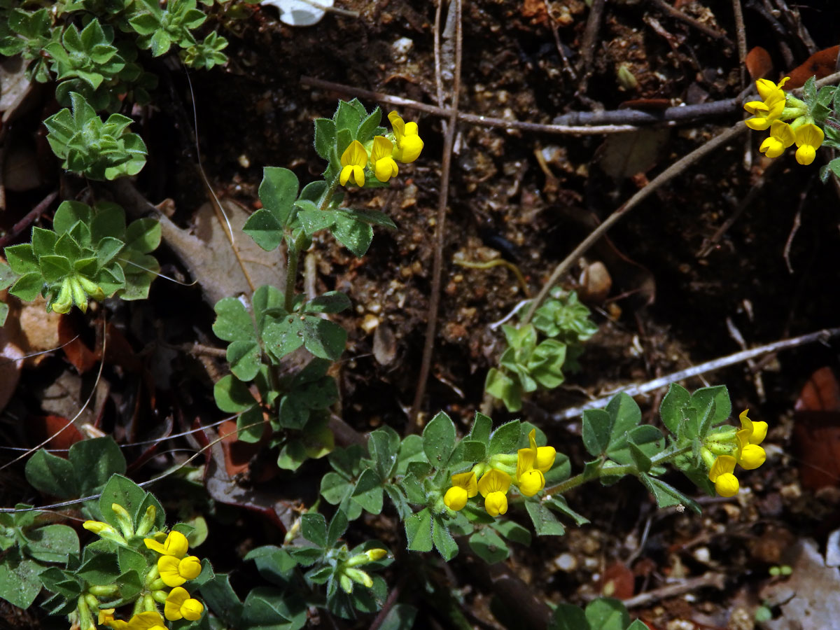 Štírovník jednoletý (Lotus ornithopodioides L.)