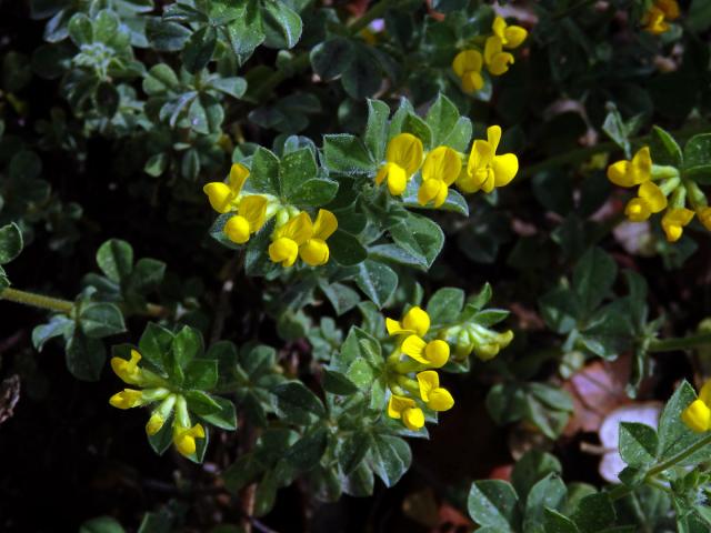 Štírovník jednoletý (Lotus ornithopodioides L.)