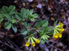 Štírovník jednoletý (Lotus ornithopodioides L.)