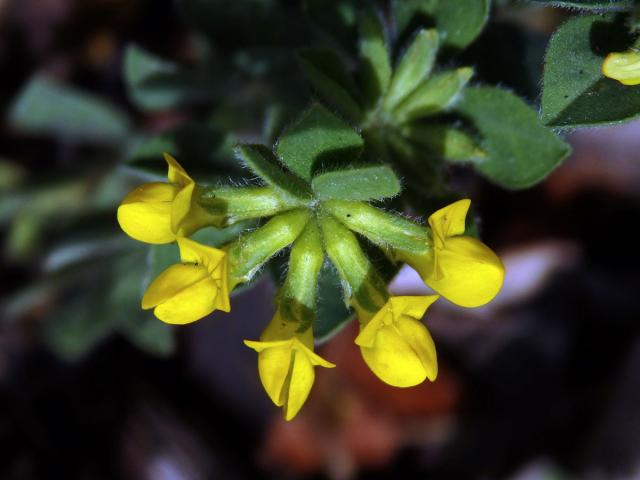 Štírovník jednoletý (Lotus ornithopodioides L.)