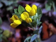 Štírovník jednoletý (Lotus ornithopodioides L.)