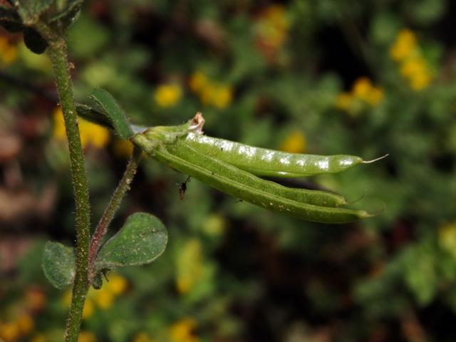 Štírovník jednoletý (Lotus ornithopodioides L.)