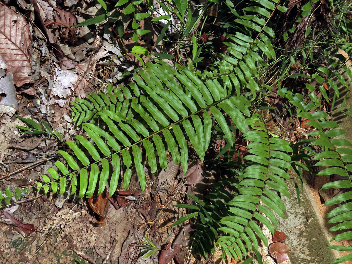 Nephrolepis biserrata (Sw.) Schott