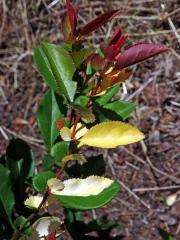 Kdoulovec ozdobný (Chaenomeles speciosa (Sweet) Nakai) - větvička s panašovanými listy (3a)