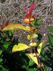 Kdoulovec ozdobný (Chaenomeles speciosa (Sweet) Nakai) - větvička s listy bez chlorofylu (3b)