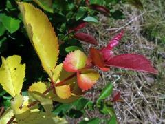 Kdoulovec ozdobný (Chaenomeles speciosa (Sweet) Nakai) - větvička s listy bez chlorofylu (3c)
