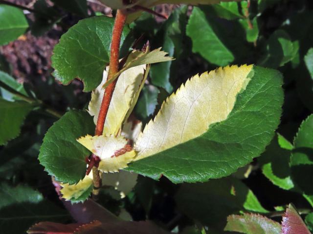 Kdoulovec ozdobný (Chaenomeles speciosa (Sweet) Nakai) - panašovaný list (3e)