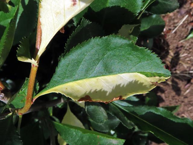 Kdoulovec ozdobný (Chaenomeles speciosa (Sweet) Nakai) - panašovaný list (3g)