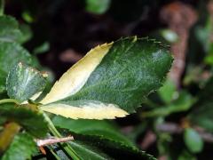 Kdoulovec ozdobný (Chaenomeles speciosa (Sweet) Nakai) - panašovaný list (3h)