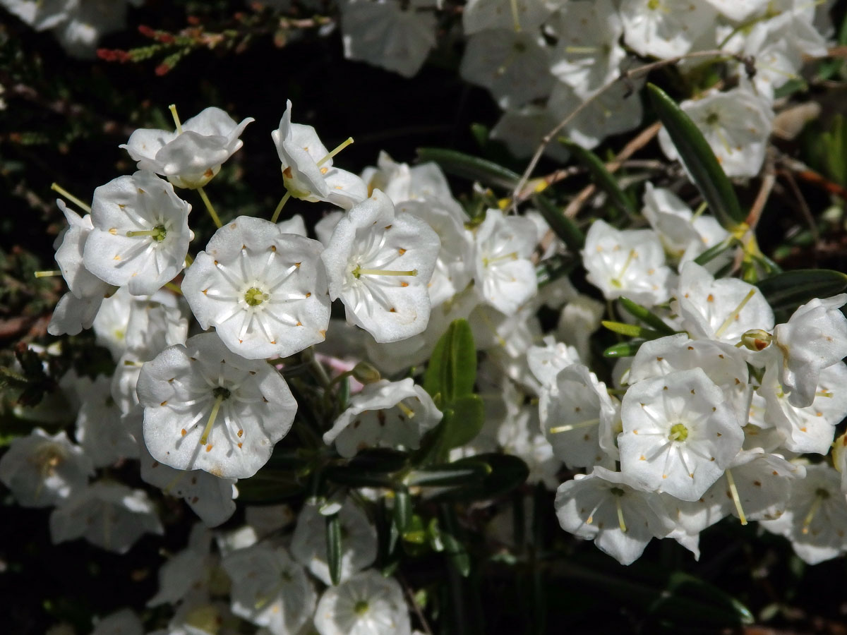 Mamota drobnolistá (Kalmia microphylla (Hook.) A. Heller)