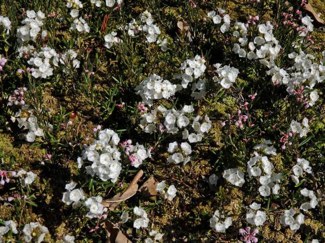 Mamota drobnolistá (Kalmia microphylla (Hook.) A. Heller)