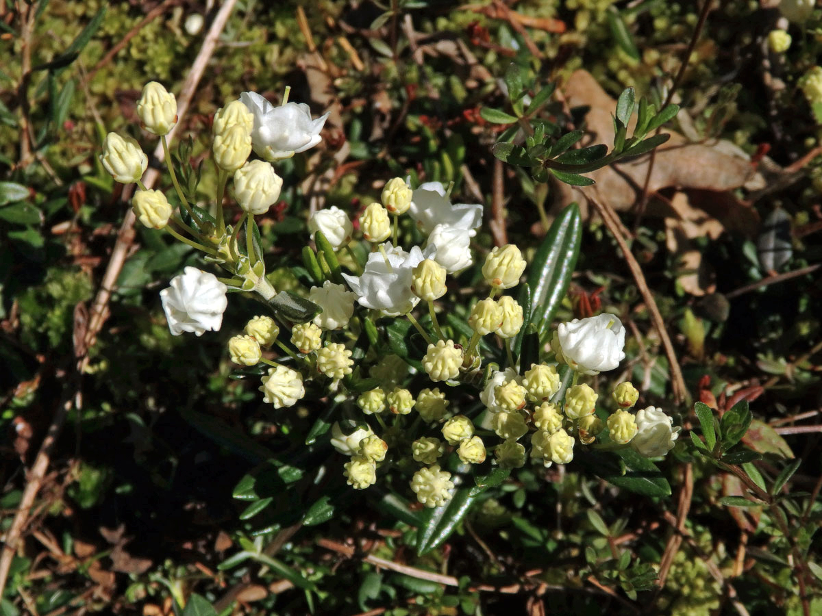 Mamota drobnolistá (Kalmia microphylla (Hook.) A. Heller)