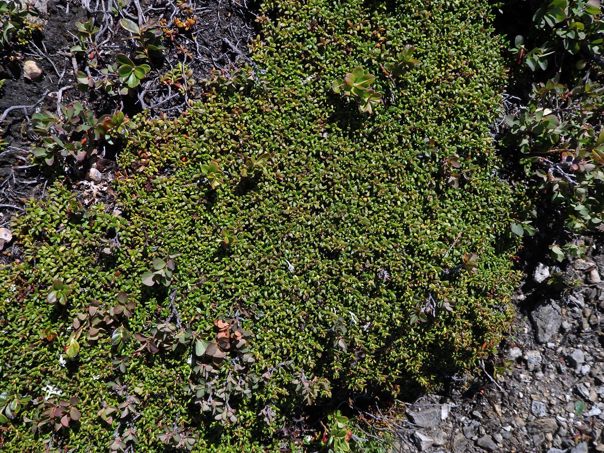 Mamota poléhavá (Kalmia procumbens (L.) Gift et al. ex Galasso et al.)