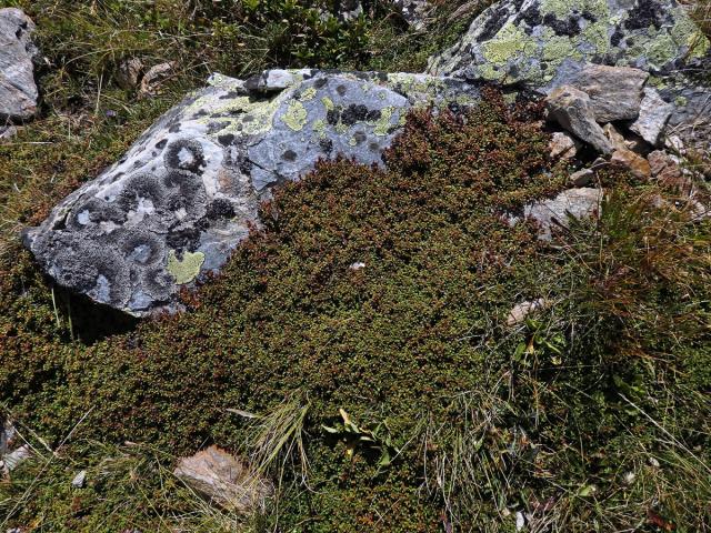 Mamota poléhavá (Kalmia procumbens (L.) Gift et al. ex Galasso et al.)