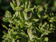 Proliferace vesnovky obecné (Cardaria draba (L.) Desv.)