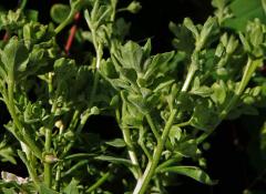 Proliferace vesnovky obecné (Cardaria draba (L.) Desv.)