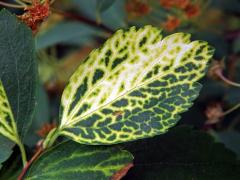 Chybění chlorofylu tavolníku van Houtteova (Spiraea × vanhouttei (Briot) Zabel)