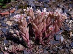 Rozchodník španělský (Sedum hispanicum L.)