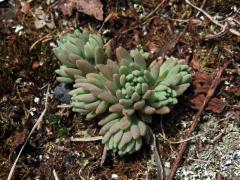 Rozchodník španělský (Sedum hispanicum L.)