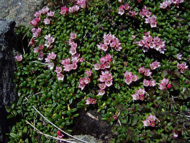 Mamota poléhavá (Kalmia procumbens (L.) Gift et al. ex Galasso et al.)