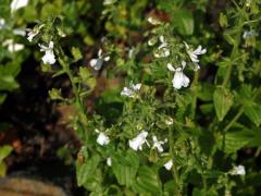 Hledíkovka (Nemesia silvatica Hilliard)