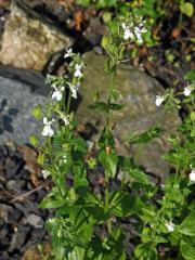 Hledíkovka (Nemesia silvatica Hilliard)