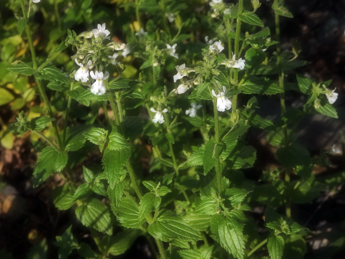 Hledíkovka (Nemesia silvatica Hilliard)