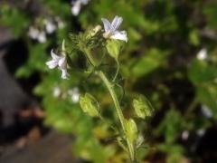 Hledíkovka (Nemesia silvatica Hilliard)