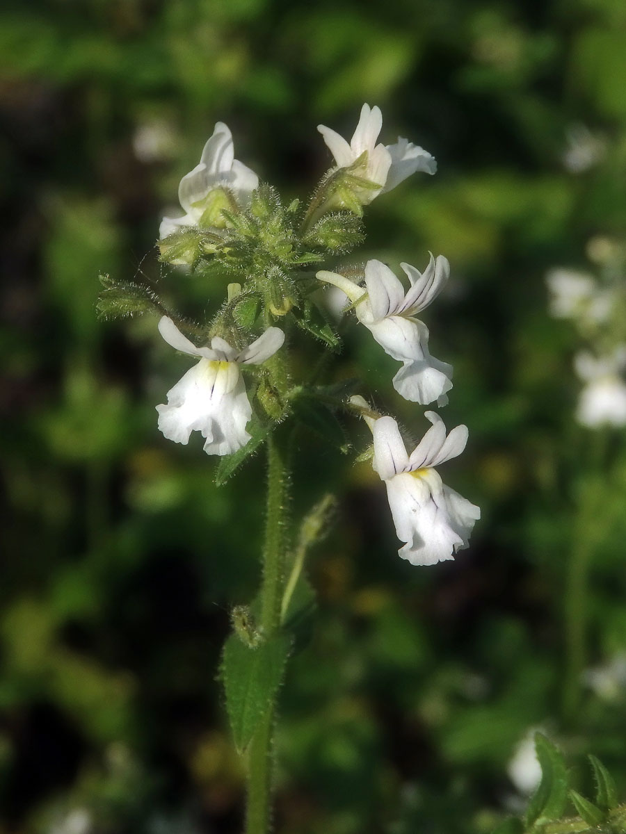 Hledíkovka (Nemesia silvatica Hilliard)