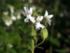 Hledíkovka (Nemesia silvatica Hilliard)