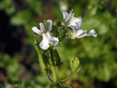 Hledíkovka (Nemesia silvatica Hilliard)