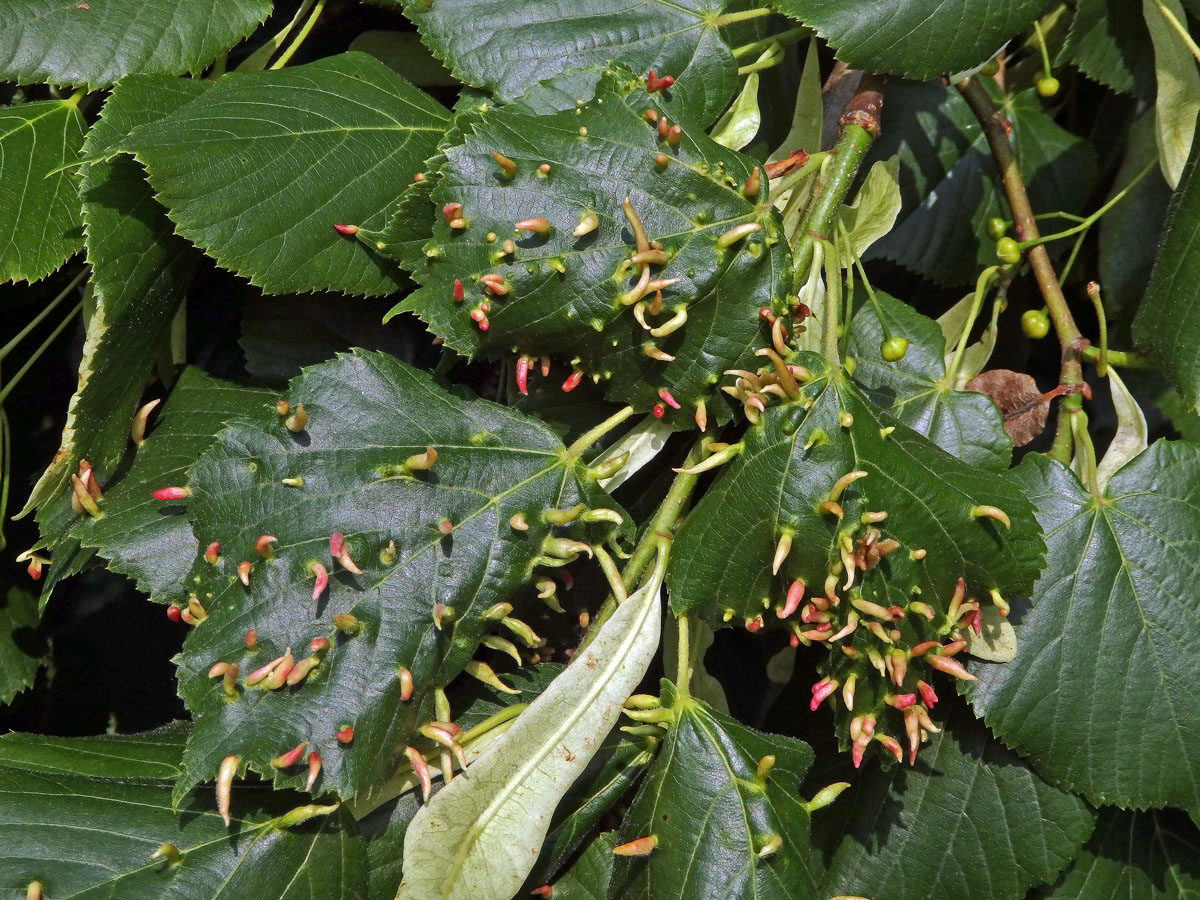 Hálky vlnovníka lipového (Eriophyes tiliae)