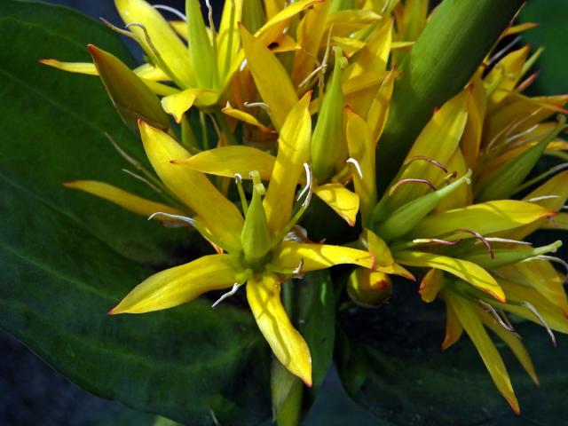 Hořec žlutý (Gentiana lutea L.)