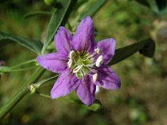 Kustovnice cizí (Lycium barbarum L.) - sedmičetný květ (4)