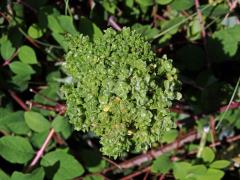 Proliferace vesnovky obecné (Cardaria draba (L.) Desv.)