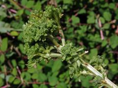 Proliferace vesnovky obecné (Cardaria draba (L.) Desv.)
