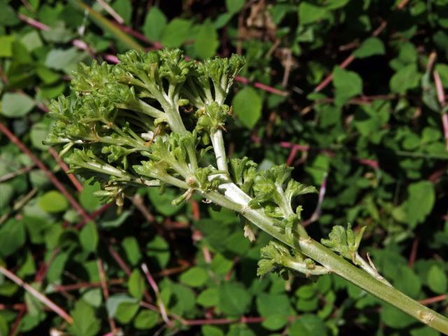 Proliferace vesnovky obecné (Cardaria draba (L.) Desv.)